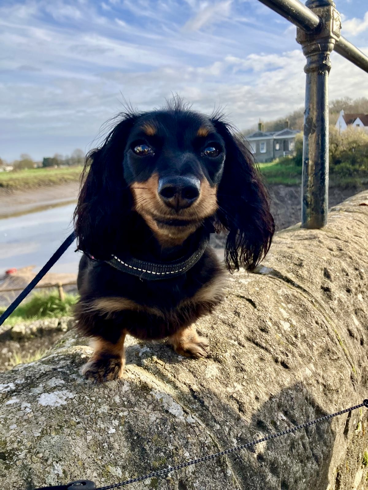 Betty the dachshund