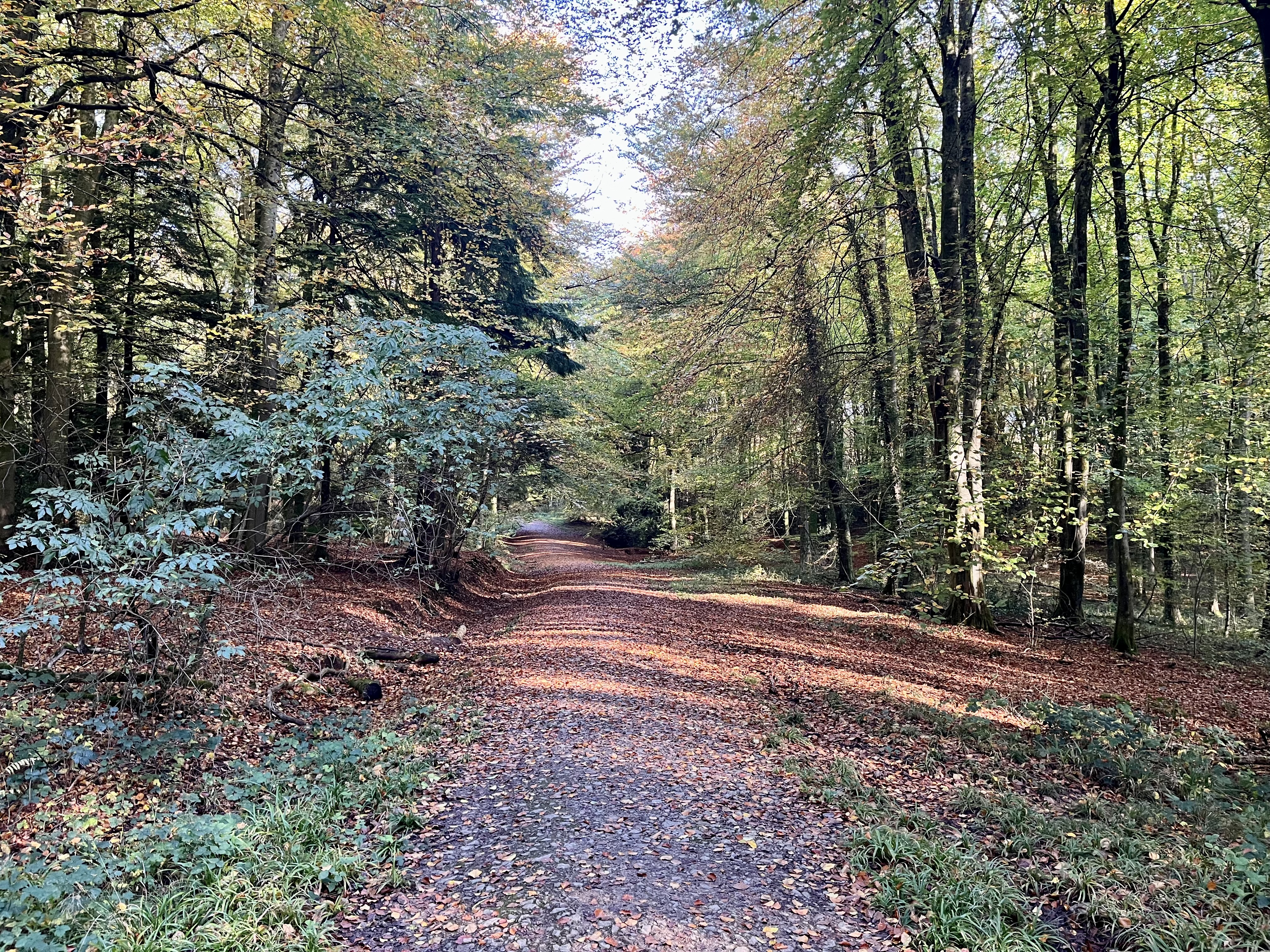 Chepstow Woods